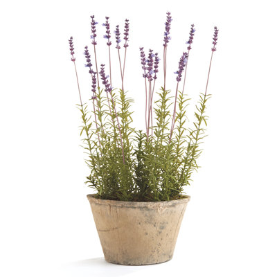 Conservatory French Lavender with Pot