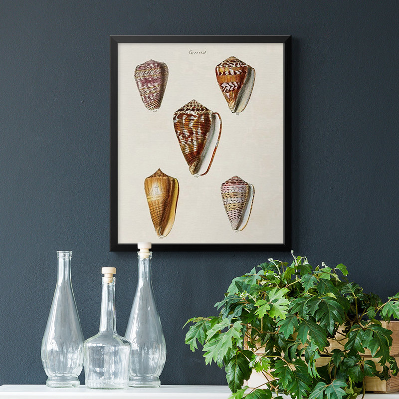 Toile encadrée de qualité supérieure Cone Shell Collection VI - prête à être accrochée, Noir, H 24 po x l 20 po