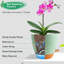 Borsari Pot Planter-1704381924