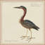 Seabird Collection 6 Painting