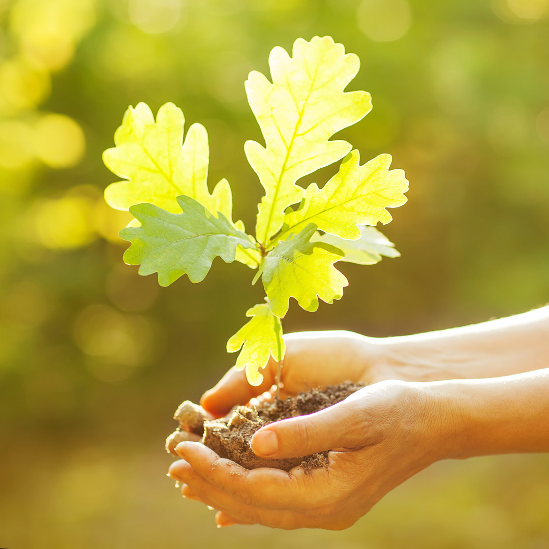 Leinwandbild Planting a New Oak Tree von Fotoimperiya