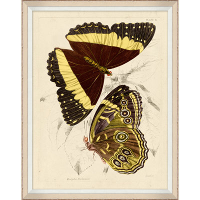 Yellow Butterflies 1 Framed Print