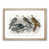Oak Framed selected
