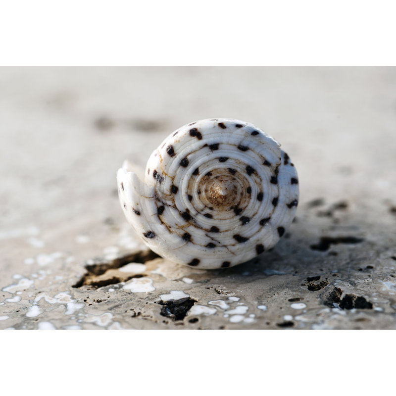Gifts Of The Shore XVII by Elena Ray - Wrapped Canvas Print, 61cm H x 91cm W