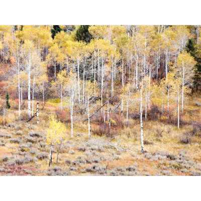 Swan Valley Autumn Portrait # 5 par Bruce Heinemann - photographie de cadre