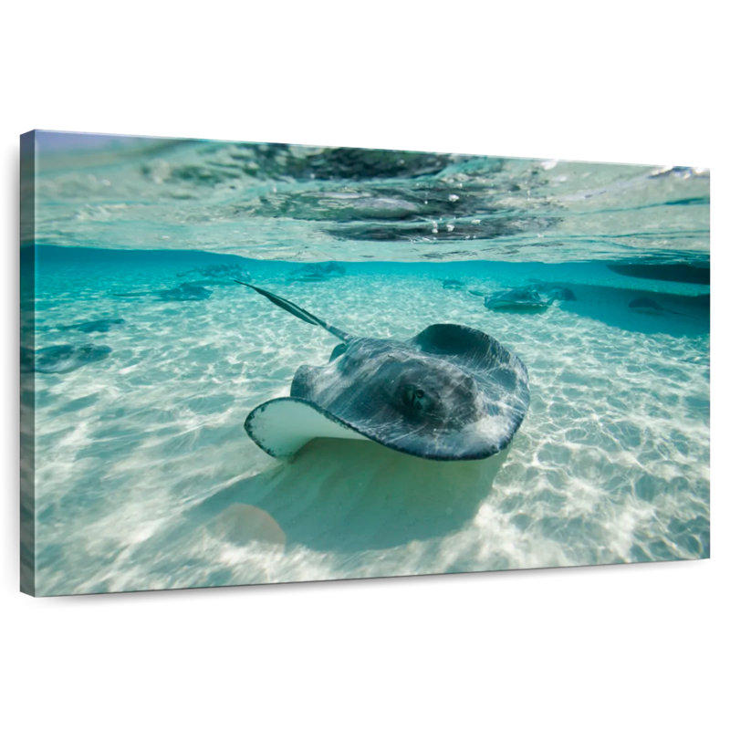Underwater Southern Stingrays, 30" H x 45" W