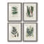 Collection de fougères ix - ensemble de 4 peintures encadrées-1050868457-1050868462