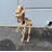 Baby T-Rex Dinosaur Skeleton Life Size Statue