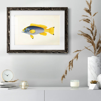 " Tropical Fish Collection V "