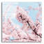 «Cerisiers en fleurs» par Keri Bevan-1151632597