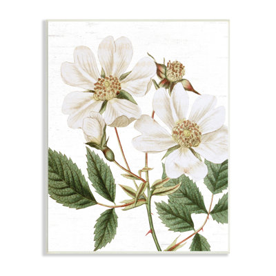 «White Rose of York Vintage Flower», reproduction botanique encadrée sur blanc, art texturé par lettres et lignes