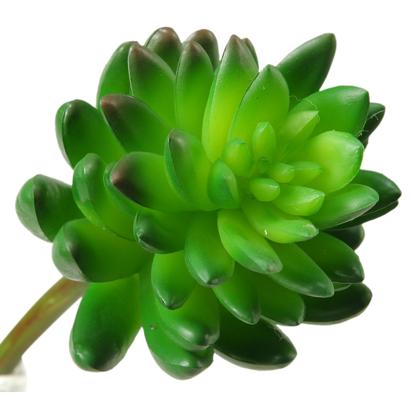 Plante succulent pachyphytum