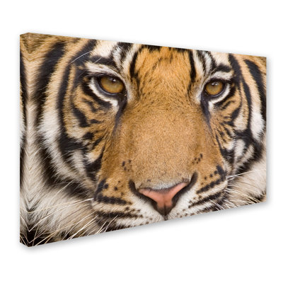 Ann «Tiger Portrait 1», reproduction de photo sur toile tendue Ann