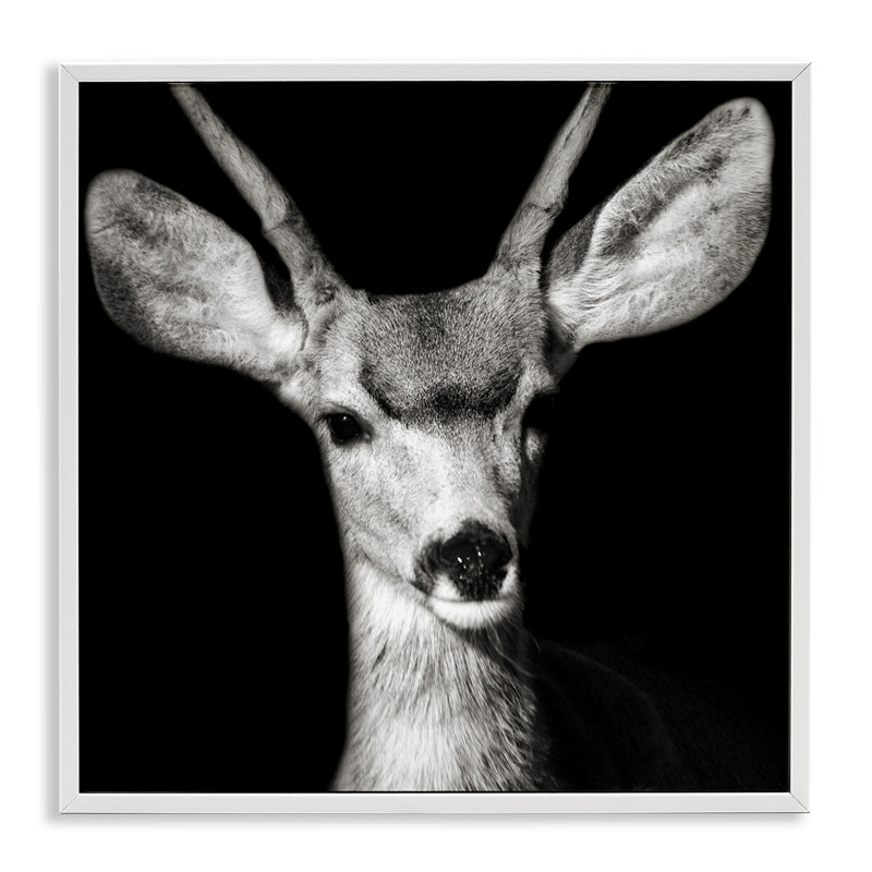 «Gazing Deer Portrait», art de la giclée encadrée par Kathy Mansfield, Giclée encadrée blanc bord de mer, H 24 po x l 24 po