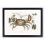 Land Crab by Mark Catesby - Picture Frame Painting Print-55777597-55777600