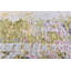 Cosima Area Rug-59378448