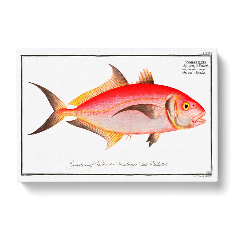 Mackerel Fish by M.E. Bloch - Wrapped Canvas Print, 40cm H x 60cm W x 3cm D