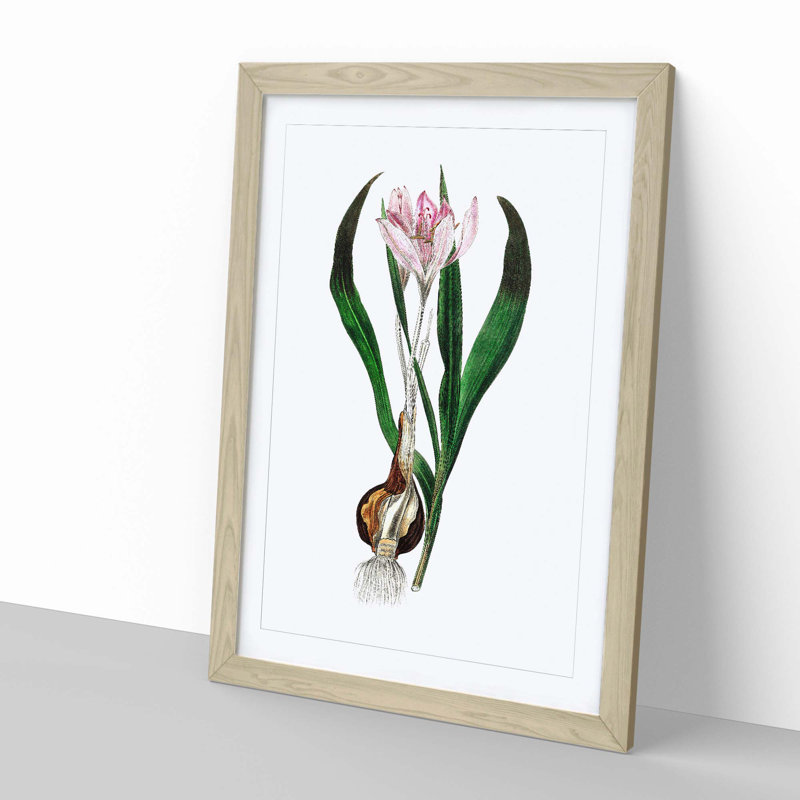 Autumn Crocus Flowers Illustration - Framed Print, Oak Framed, 63cm H x 45cm W x 2cm D