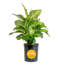Dumb Cane in Nursery Pot