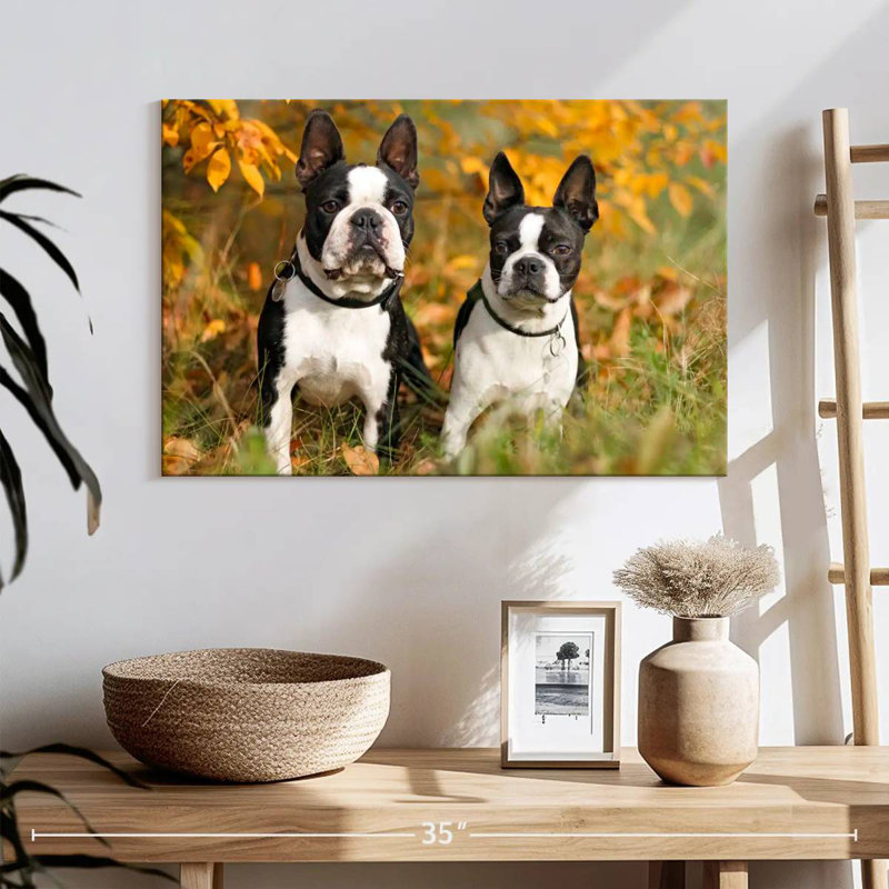 Boston Terrier Couple, H 16 po x l 24 po