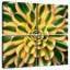 Plante grasse Harnek-109153658