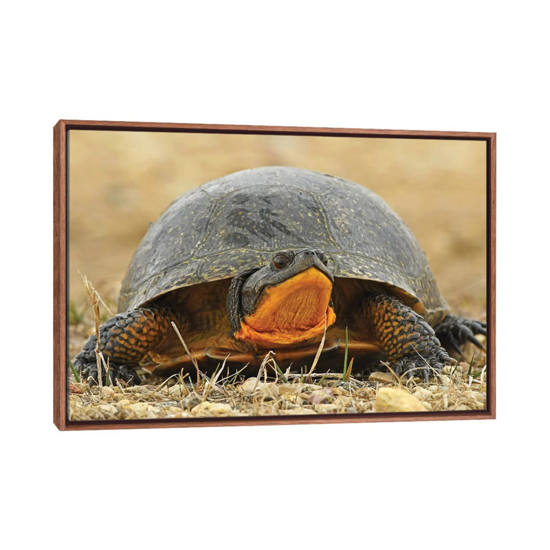 Tortue mouchetée par Brian Wolf - reproduction de photo, H 18 po x l 26 po x P 1,5 po, Aucun mat