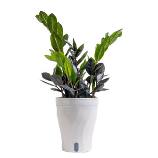 Costa Farms Raven ZZ House Plant in 5-inch Self-Watering Pot