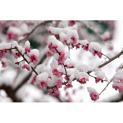 Plum Blossom by 153photostudio - Wrapped Canvas Print