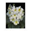 «Plumeria» par Dosta, impression sur toile tendue-29226266