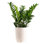 Costa Farms Zamioculcas Zamiifolia ZZ Plant