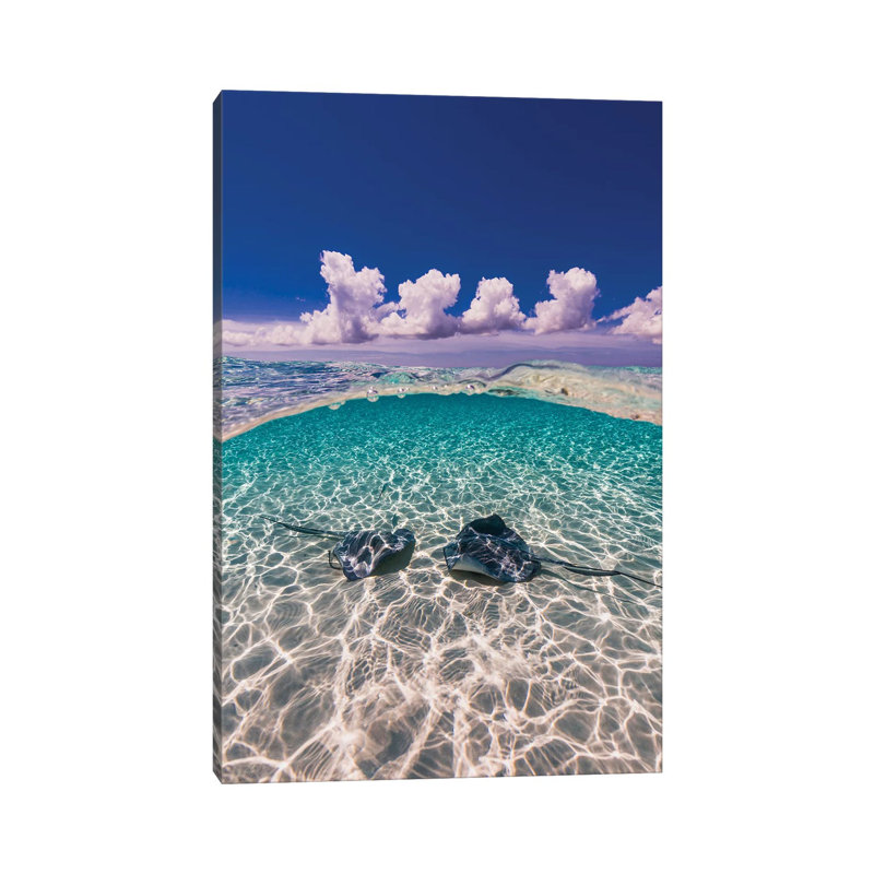 Southern Stingrays On The Sandbar In Grand Cayman, Cayman Islands II by Jennifer Idol - Wrapped Canvas Print