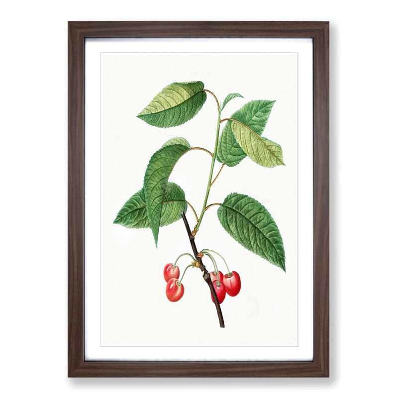 Cherry Tree by Pierre-Joseph Redoute - Picture Frame Painting Print, 48cm H x 36cm W x 2cm D, Walnut Framed