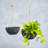 Pollyanna Hanging Planter-182028642-182028643