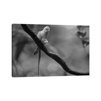 Rose-ringed Parakeet Feeding, Jurong Bird Park, Singapore by Tim Fitzharris - Gallery-Wrapped Canvas Giclée on Canvas