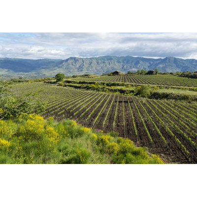 Green Vineyard - Photographie sur toile tendue