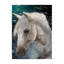 Horse Print by Sara Brown-26762314-26762315