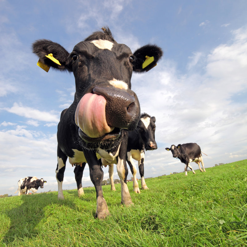 Holstein Cow With Tongue Sticking Out - Wrapped Canvas Print, 51cm H x 51cm W