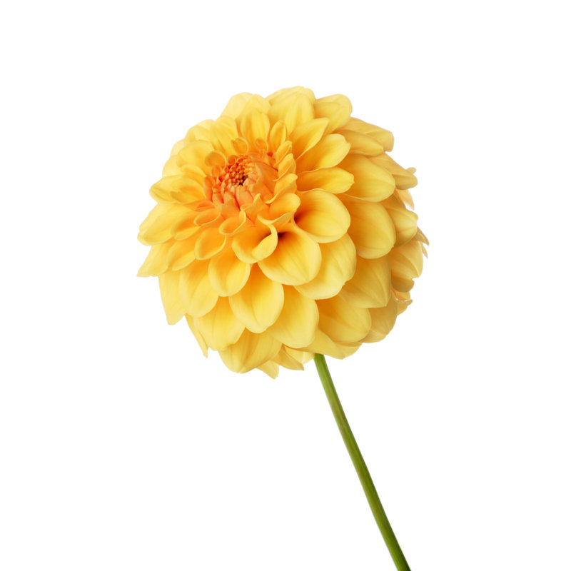 Latrelle Yellow Dahlia - Wrapped Canvas Print, 46cm H x 30cm W x 3.8cm D