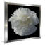 Floral Majesty III - photographie-690292913-690292926