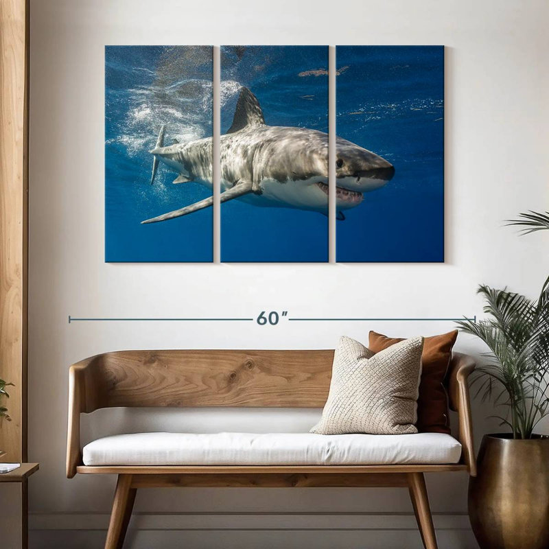 Requin, H 32 po x l 50 po