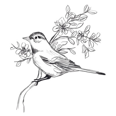 Simple Songbird Sketches III by June Erica Vess - Wrapped Canvas Print