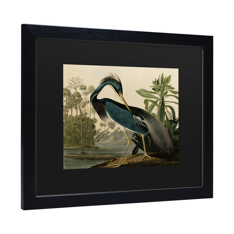 «Johniana Audubon» par John James Audubon, H 11 po x l 14 po x P 0,5 po, Cadre noir
