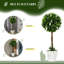 60cm Plant