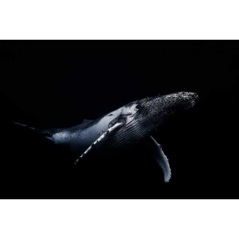 a Whale Canvas Print, 76.2 cm H x 50.8 cm W