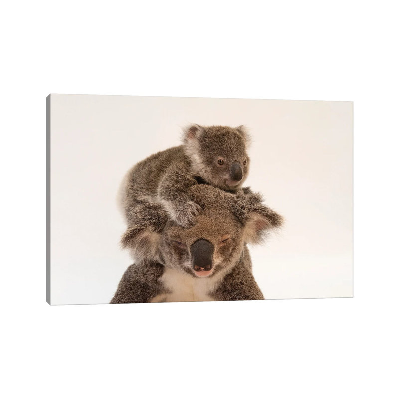 A Mother Koala Named Augustine And Her Baby At The Australia Zoo Wildlife Hospital In Queensland by Joel Sartore - Gallery-Wrapped Canvas Giclée on Canvas