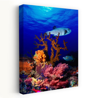 Underwater View Of Bristly Puffer Fish Arothron Hispidus With Triggerfish And Anthias Fishes Contemporary Fish Art