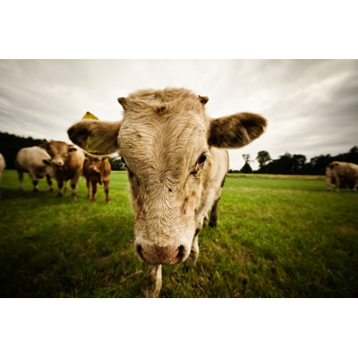 Bull par Cinoby