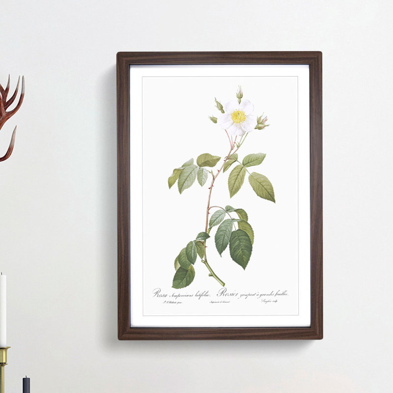 Climbing Rose in White by Pierre-Joseph Redoute - Picture Frame Painting Print, 36cm H x 27cm W x 2cm D, Walnut Framed
