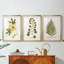 Nature Printed Botanicals douzième-257825203-257825215