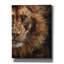 «Lion Half Face2» par David Stribble, art mural sur toile-185509184